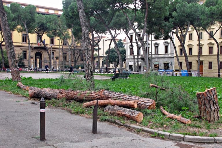Italia Nostra: “a Firenze si tagliano alberi sani”