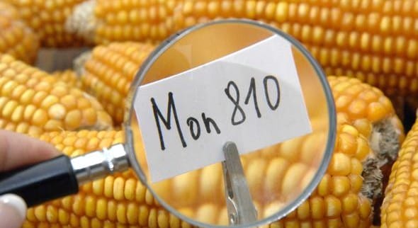 “Gli OGM sono una cultura vecchia con rischi imprevedibili