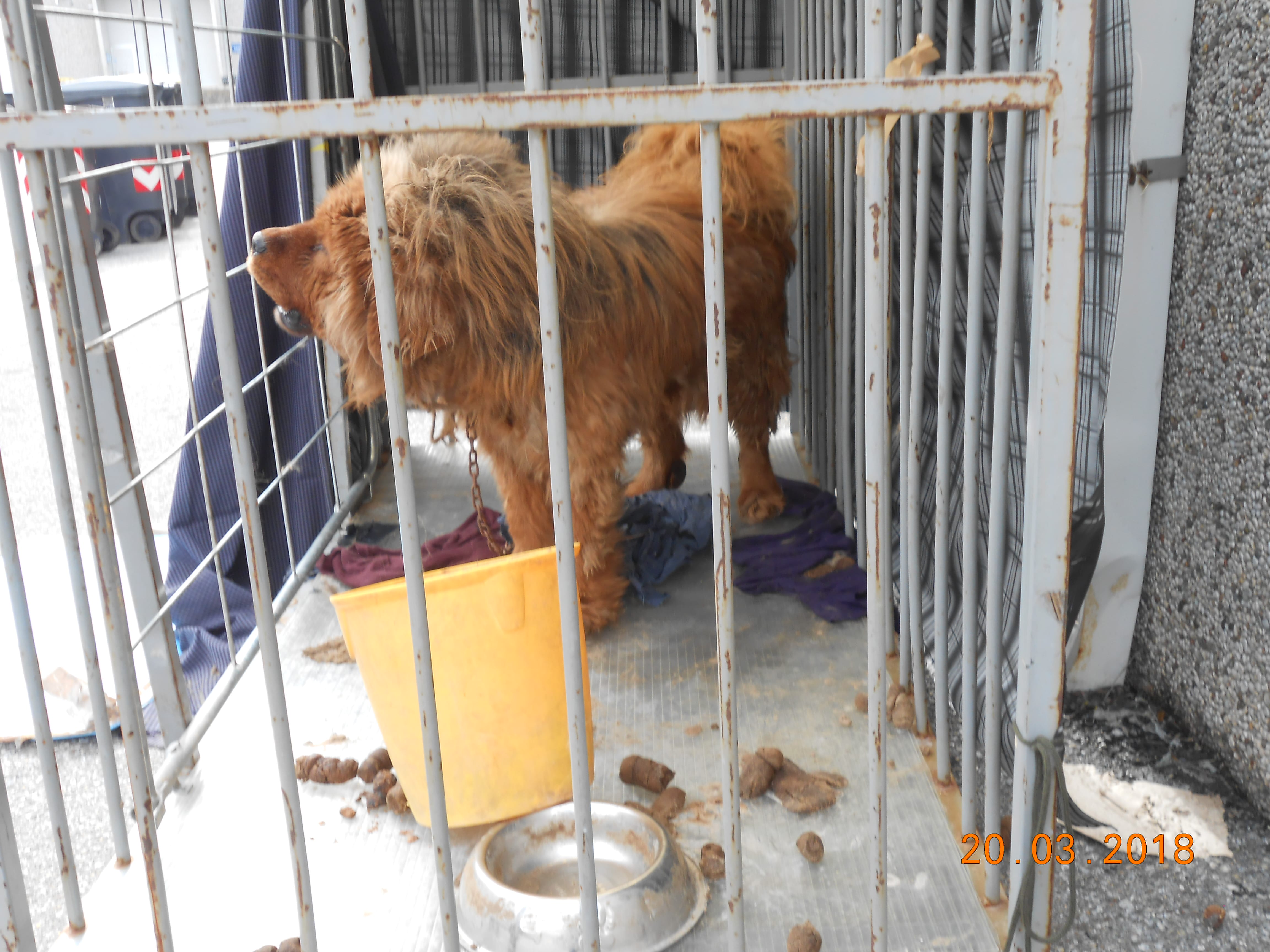 Animali: Guardie Zoofile Enpa sequestrano cane maltrattato a Prato