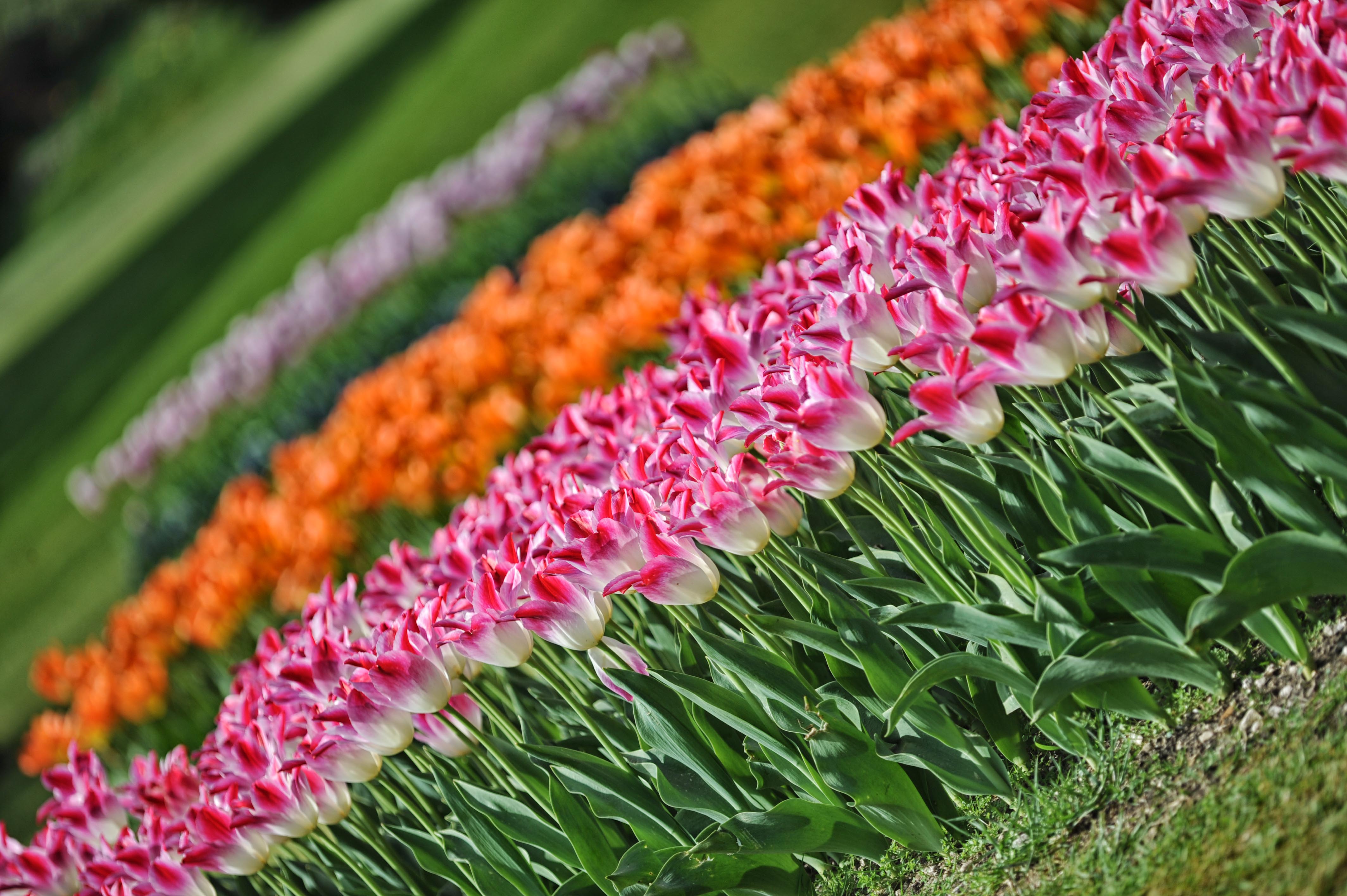 A Scandicci (Fi) sbocciano 200.000 tulipani