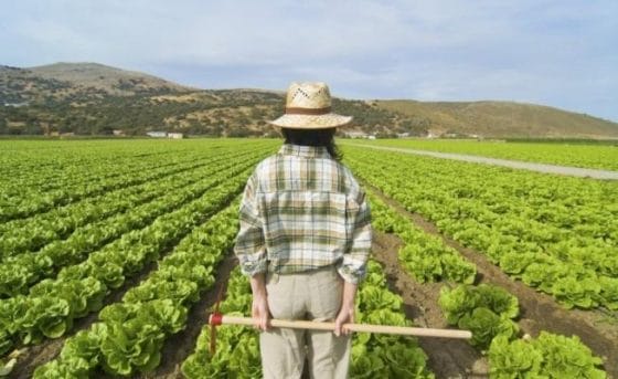 Coronavirus: Regione Toscana ad agricoltori, “ruolo strategico non mollare”