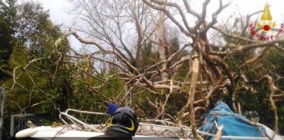 Vento forte e alberi caduti nel Pisano