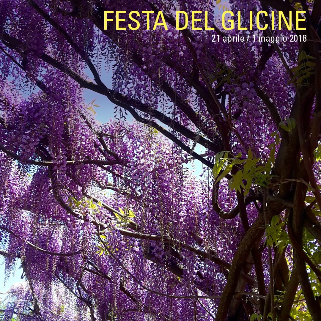 Villa Bardini a Firenze: webcam per seguire la fioritura del glicine