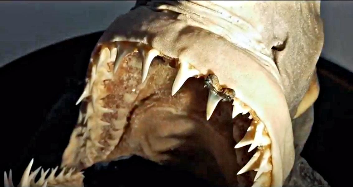 Fossile di squalo del Pliocene ritrovato nella campagna senese