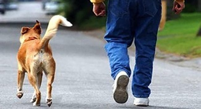 Toscana avrà  legge regionale per  vietare cani alla catena