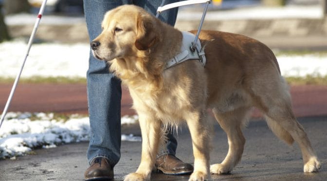 Giornata promozione affidamento cuccioli: appuntamento alla Scuola Nazionale cani guida