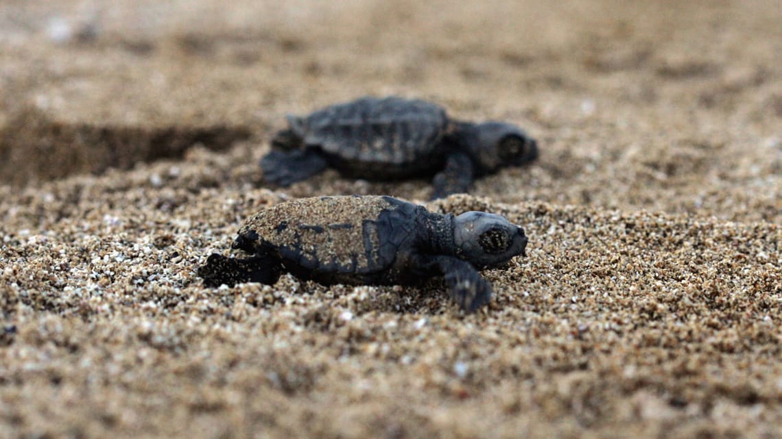 All’Elba campagna per scovare tracce nidi tartarughe marine