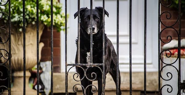 Sesto Fiorentino: cane muore prima che ladro entri in casa, sospetto avvelenamento