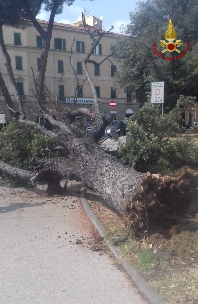albero caduto a Pisa