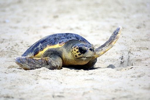Quinto nido per la tartaruga Caretta caretta: “Stagione incredibile”