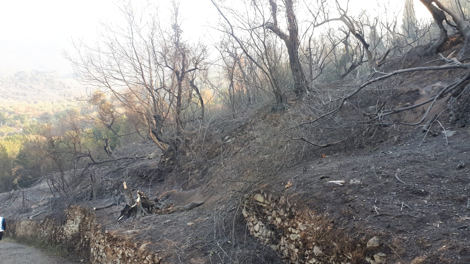Incendio nel Pisano: Confagricoltura, in fumo 150 ettari olivi