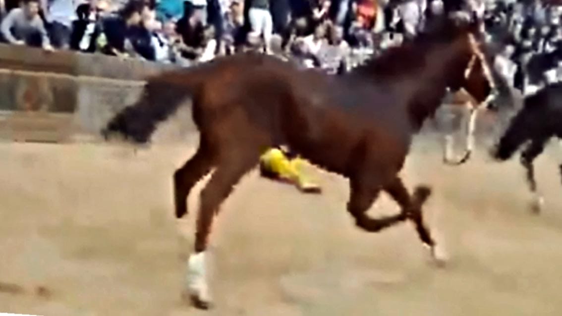 Comune di Siena: Morto cavallo caduto al Palio