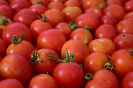 Confagricoltura: pomodoro da salsa, produzione in calo del 40%