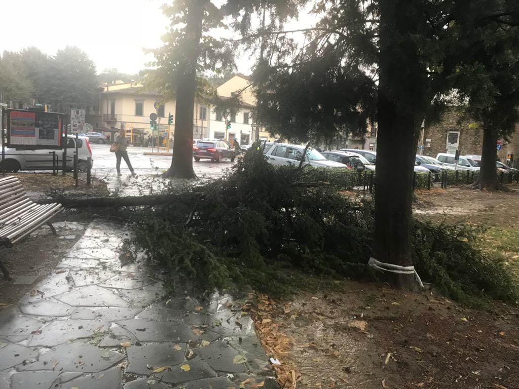 Maltempo, Firenze: allarme per alberi caduti