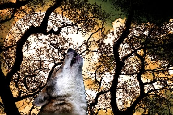 Una taglia per uccidere i lupi: Wwf pensa a denuncia contro allevatore senese