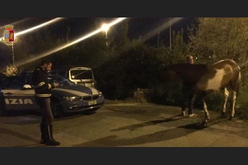Cavallo salvato su Fi-Pi-Li e riportato in stalla