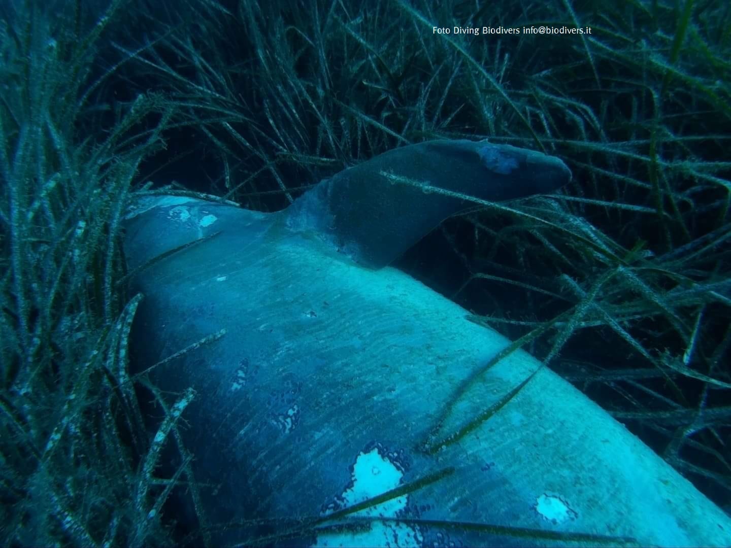 Moria di delfini in Toscana, altro esemplare trovato morto in fondali Porto Azzurro