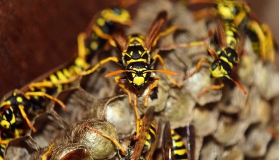 Agricoltura: contro cimice asiatica arriva vespa samurai