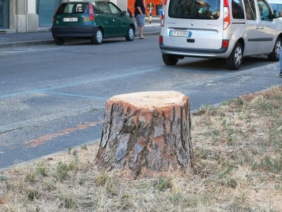 Taglio pini Vittoria, Comune Firenze: ‘ordine da questura’