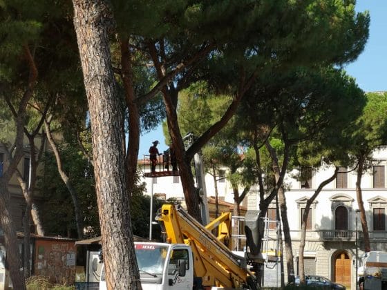 Firenze: iniziato taglio alberi in p.zza della Vittoria
