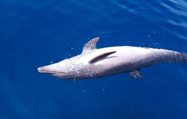 Livorno, trovato morto un altro delfino