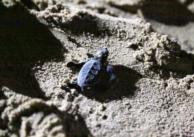 Tartaruga marina nidifica all’Elba. Legambiente: “Un altro evento eccezionale”