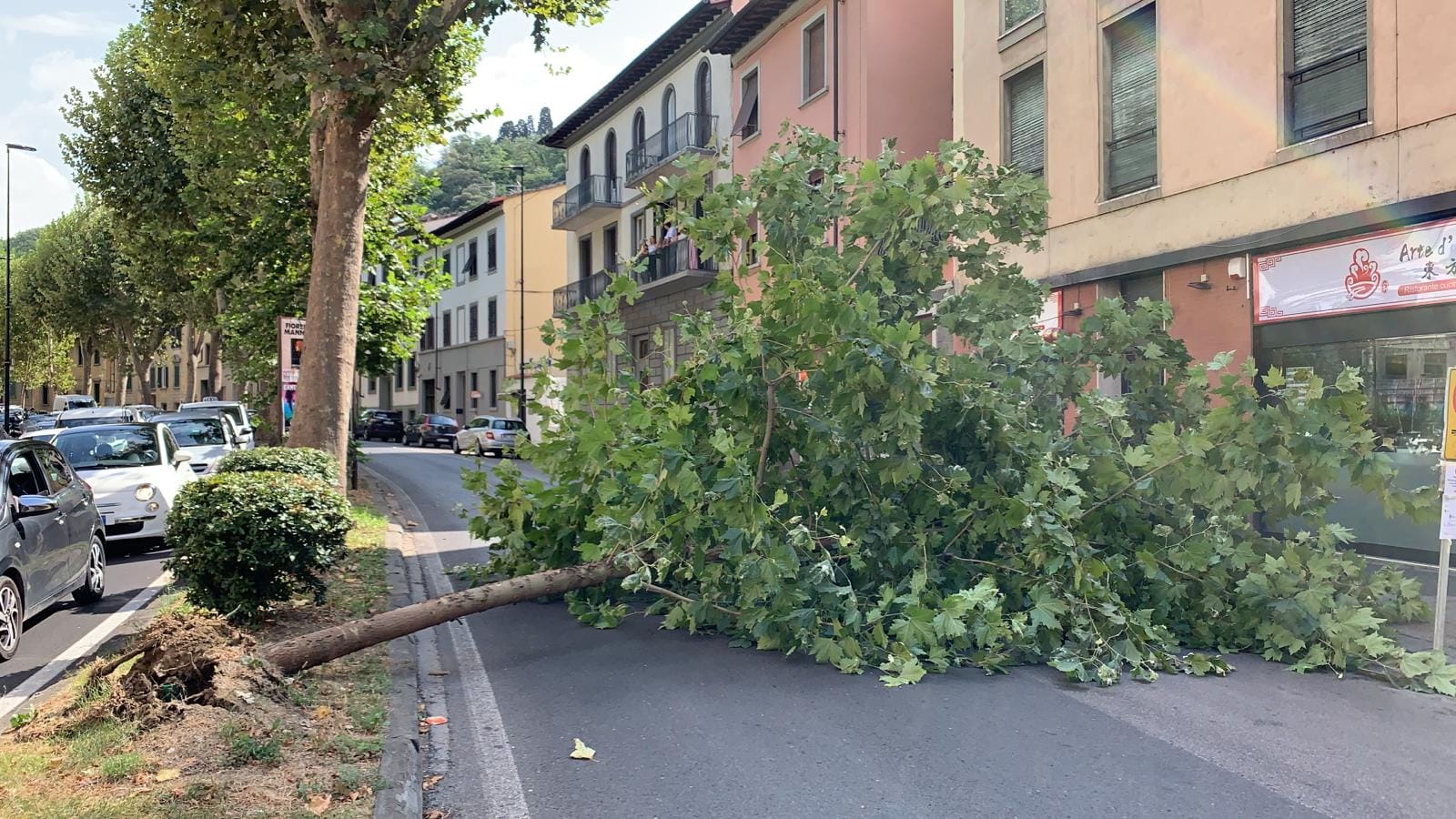 Firenze: caduto platano in Viale Raffaello Sanzio