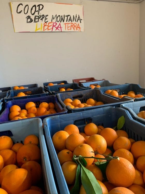 Oggi e domani visita istituzionale cooperativa che coltiva arance di Libera