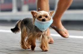 Coronavirus: cani felici ma stressati, più coi padroni ma con minor socialità e movimento