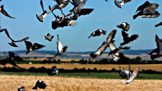 Coldiretti Toscana, allarme piccioni selvatici in campagna
