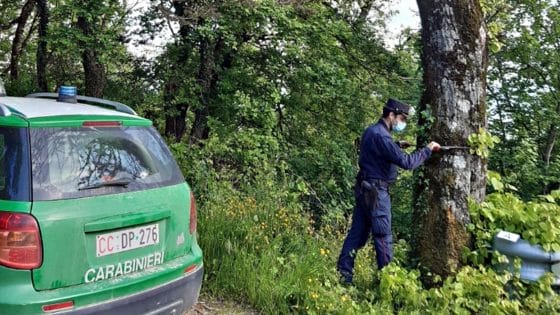 Pensionato avvelena una trentina di alberi su una provinciale, denunciato