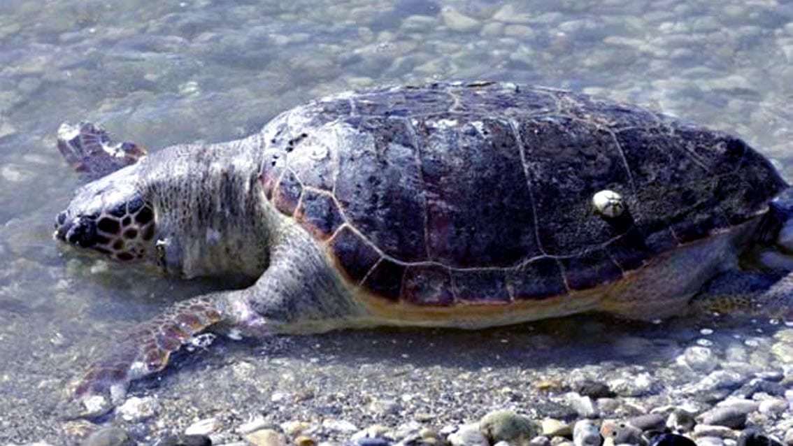 Quattro tartarughe marine morte lungo la costa Toscana