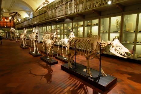 Museo di paleontologia -Firenze