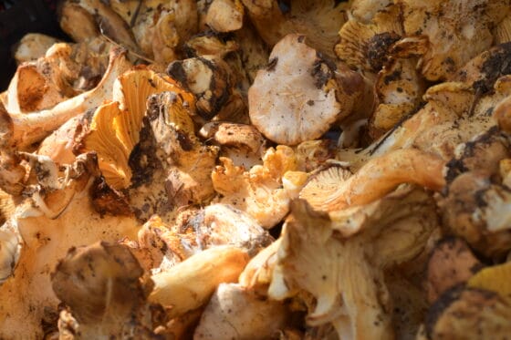 Arezzo: dieci  casi di intossicazione da funghi  solo negli ultimi due giorni