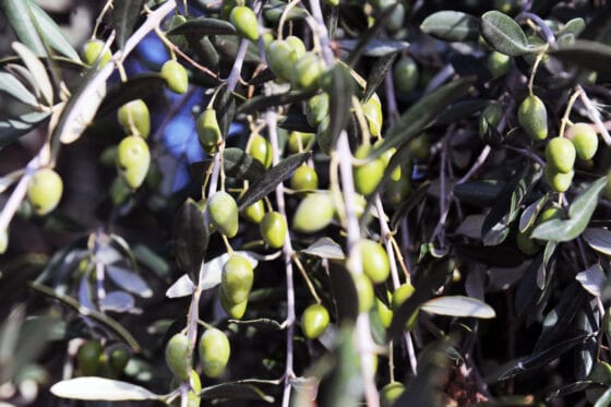 Associazione Produttori Colline Toscane, raccolta delle olive: buona produzione ma caro energia pesa su prezzo