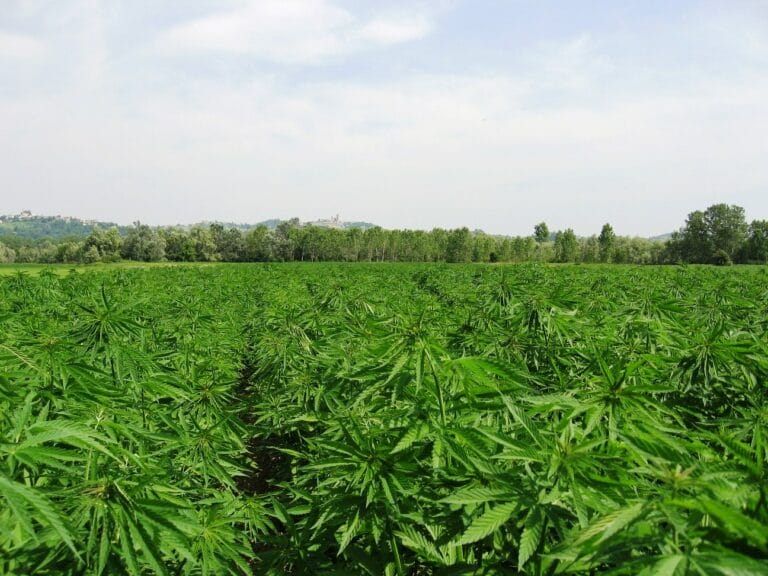 Cannabis: da  oggi  classifica l’olio CBD è ufficialmente uno stupefacente.
