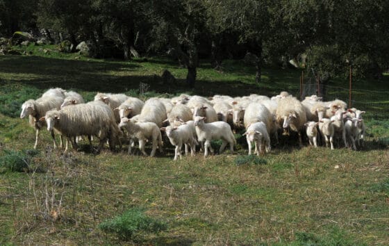 “Shepherdschool”: una scuola per pastori ed allevatori nelle foreste Casentinesi