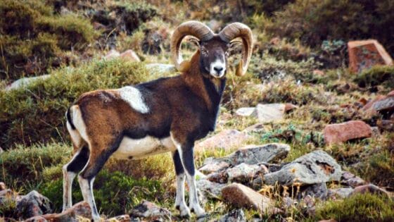 Mufloni nell’Isola del Giglio, Associazione Vitadacani: i parchi nazionali sono divenuti delle riserve di caccia, e denunciano Ente Parco