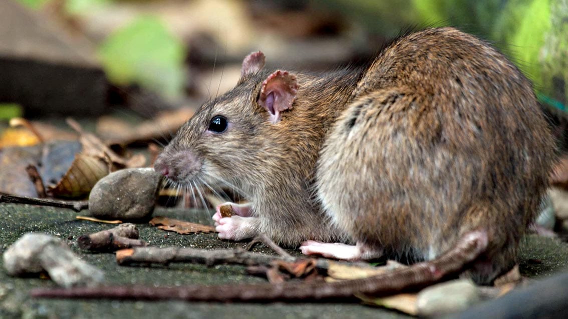 I topi potrebbero diventare serbatoi per le varianti Coronavirus