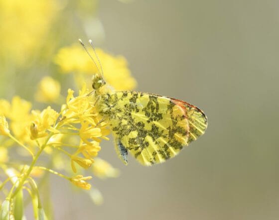 🎧 Mappare le farfalle europee per proteggere la loro sopravvivenza, Giornata della Terra