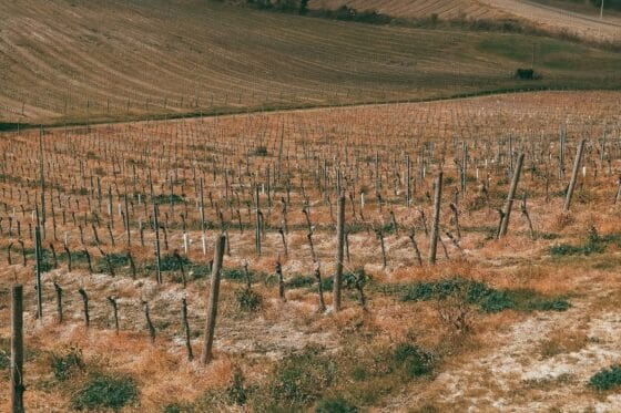 🎧 Bando glifosato, Toscana,”Troppo tardi: il diserbante è già stato usato nei campi”