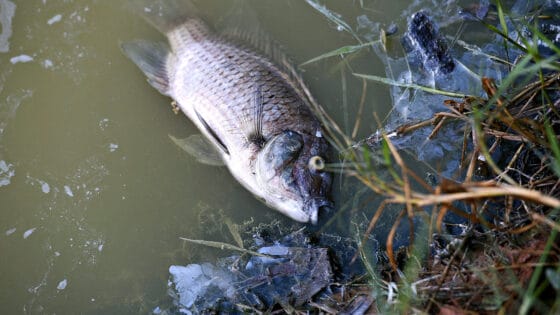 Moria di pesci nella fontana del giardino di Bobolino