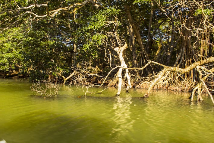 Studio Unifi: foreste di mangrovie minacciate riduzione biodiversità fauna