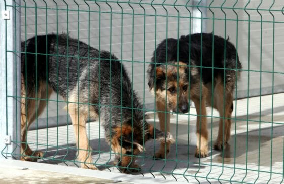 Un Garante degli animali in Toscana, presentata proposta di legge