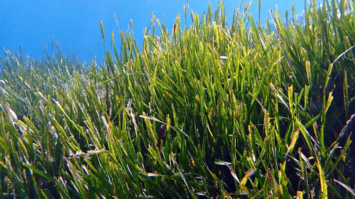 Livorno, reti biodegradabili per riforestazione posidonia