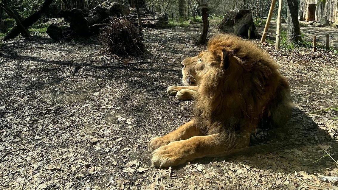 Morto Sioux, il re leone dello Zoo di Pistoia