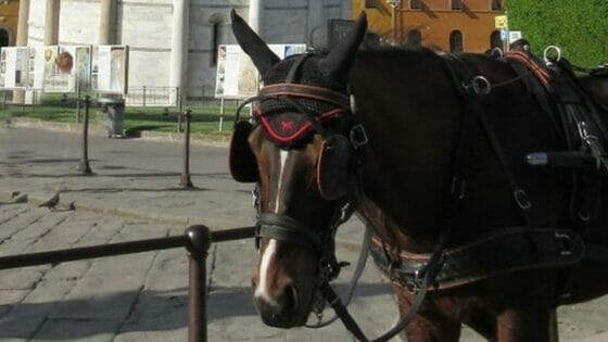 Pisa, caldo torrido: stop a carrozze con cavalli fino al 15 settembre