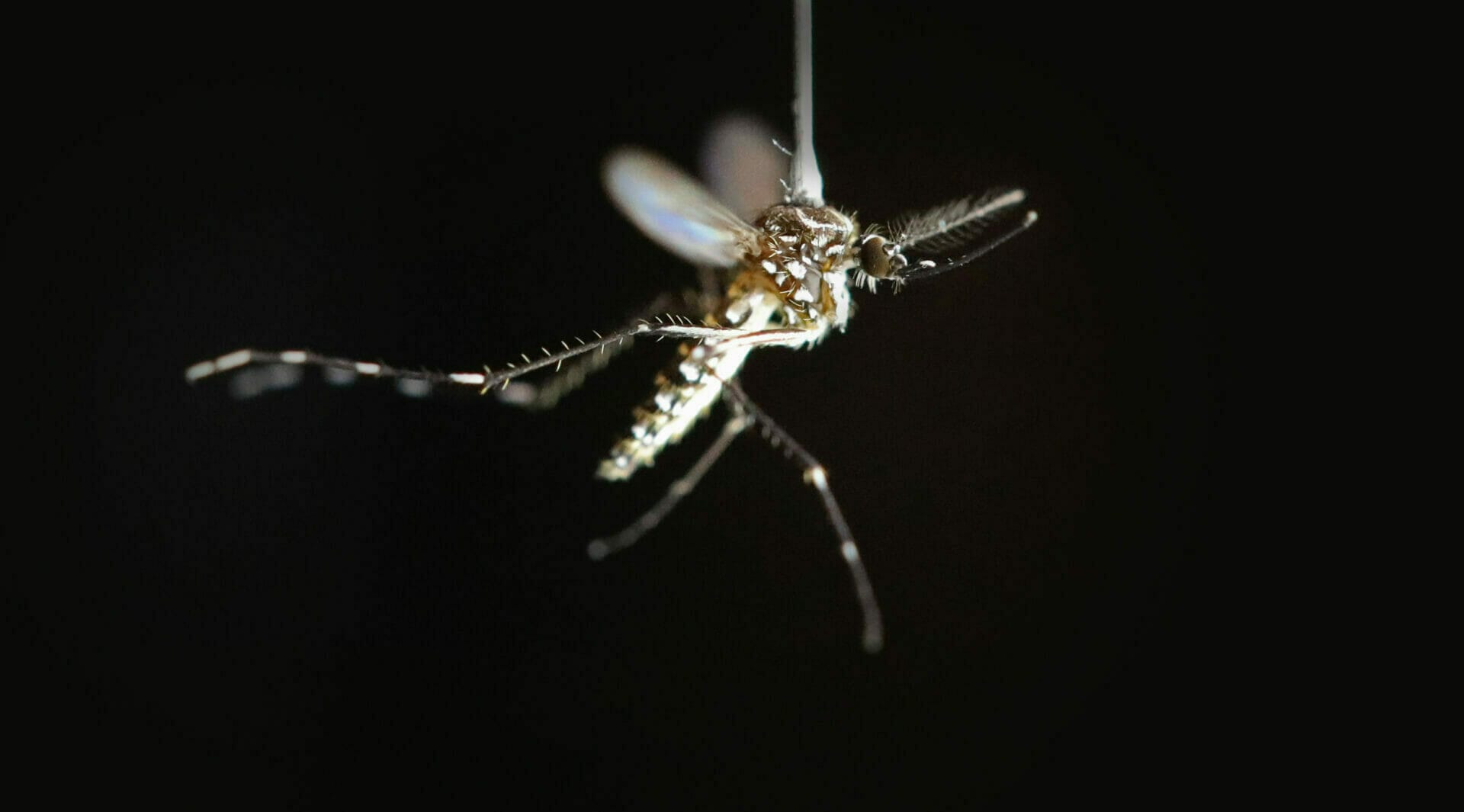 Febbre Dengue zanzare
