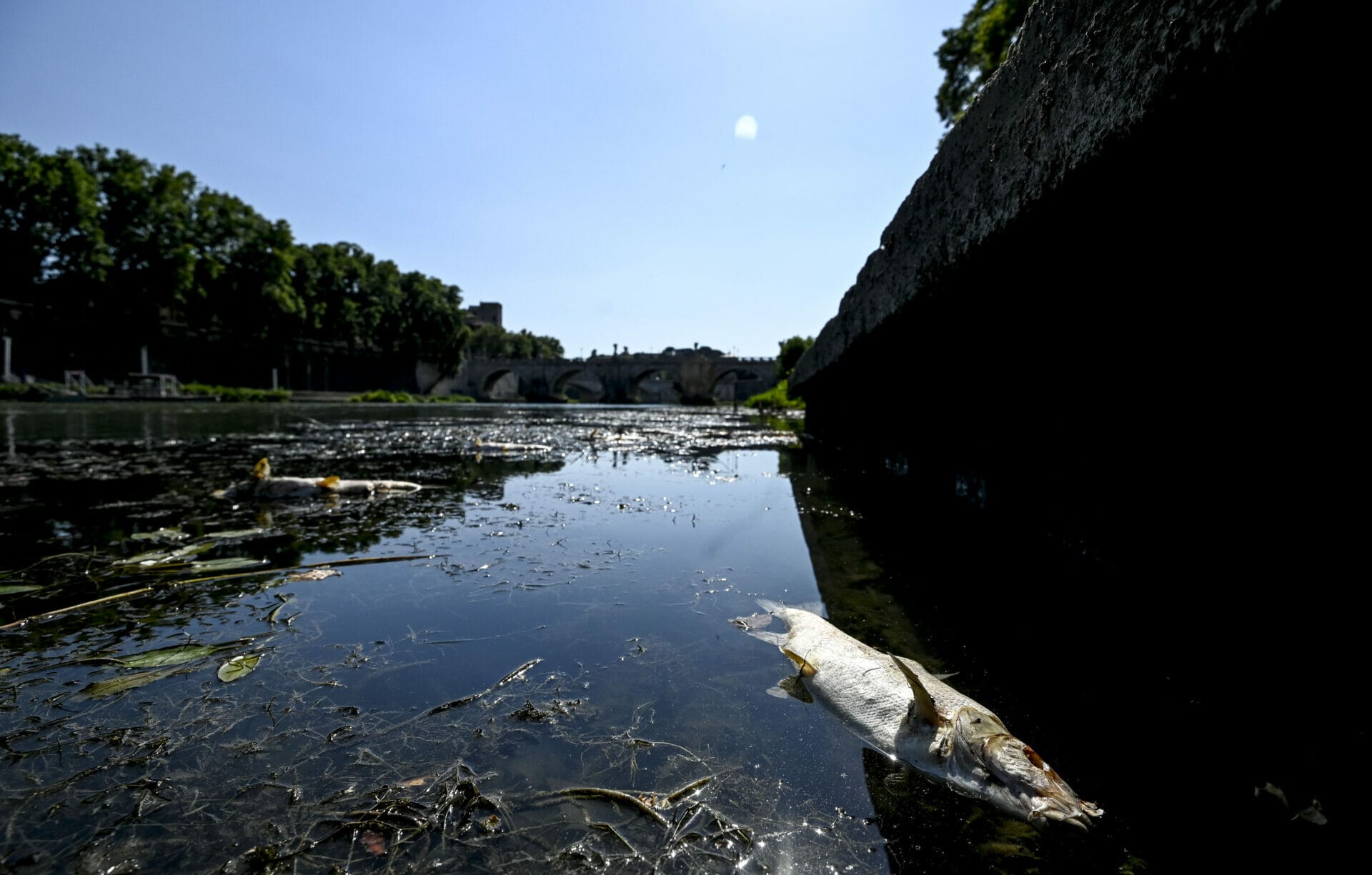 Livorno: moria di pesci. Arpat indaga