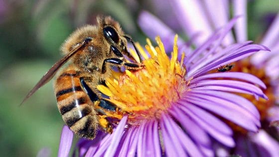 Governo USA approva vaccino per salvare le api